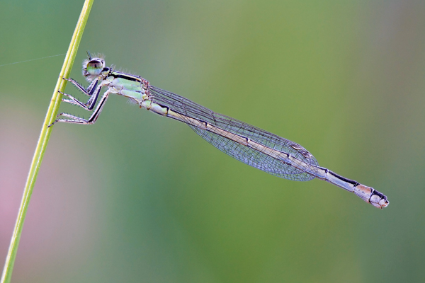 Ischnura elegans 